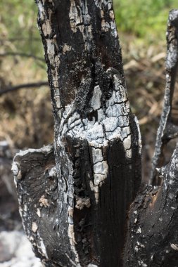 Kömürün yüzeyindeki detaylar.