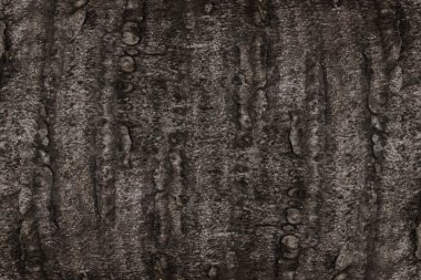 Şeker palm kabuk dokusu.