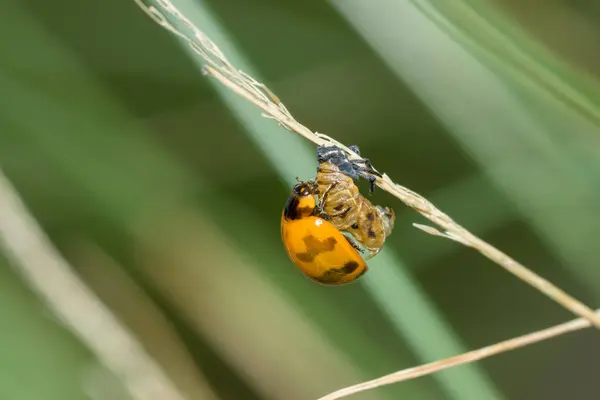 Transverse spotted Ladybug on flower grass. — Stock Photo, Image