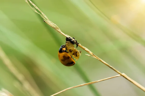 Dwarse gespot lieveheersbeestje op bloem gras. — Stockfoto