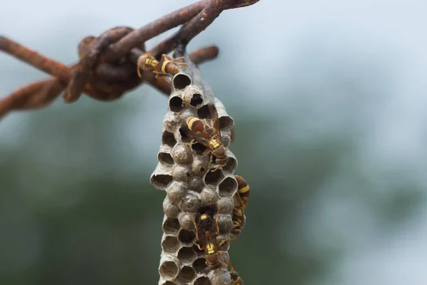 Vanligt papper Wasp. — Stockfoto