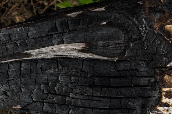 Détails sur la surface du charbon de bois. — Photo