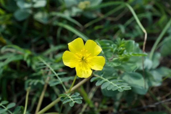 Жовті квіти Tribulus terrestris заводу. — стокове фото