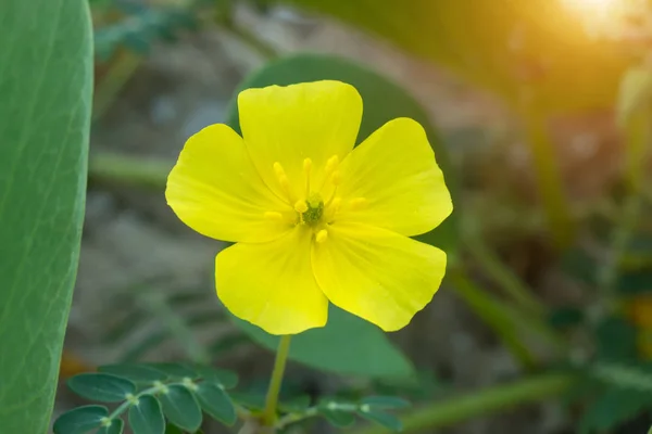 Κίτρινα λουλούδια από το φυτό Tribulus terrestris. — Φωτογραφία Αρχείου