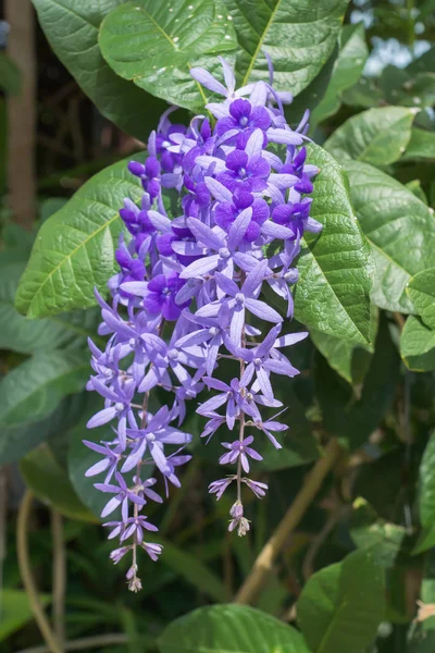 Fleur Violette de Petrea Fleurs sur arbre . — Photo