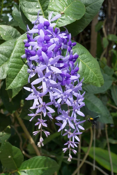 Fleur Violette de Petrea Fleurs sur arbre . — Photo