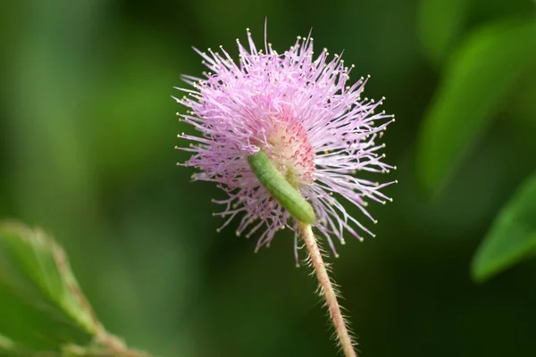 Primer plano de la planta sensible o planta de mimosa pudica . — Foto de Stock