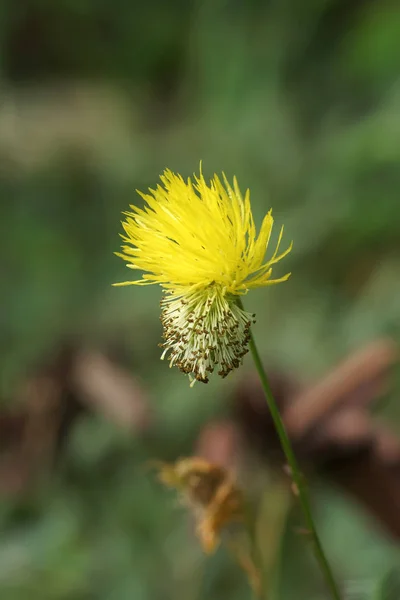 Flor amarilla de planta sensible al agua —  Fotos de Stock