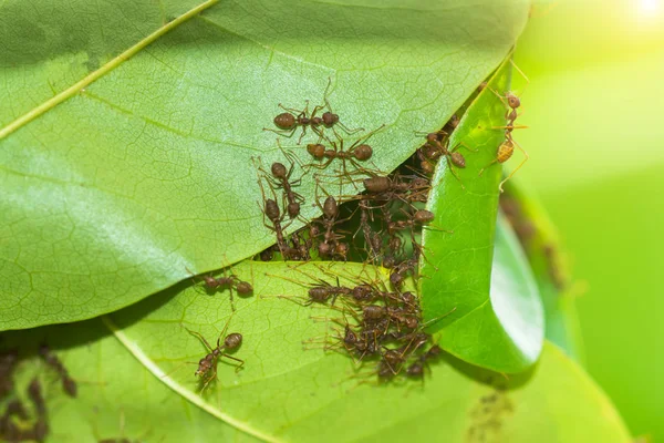 统一的蚂蚁巢建设. — 图库照片