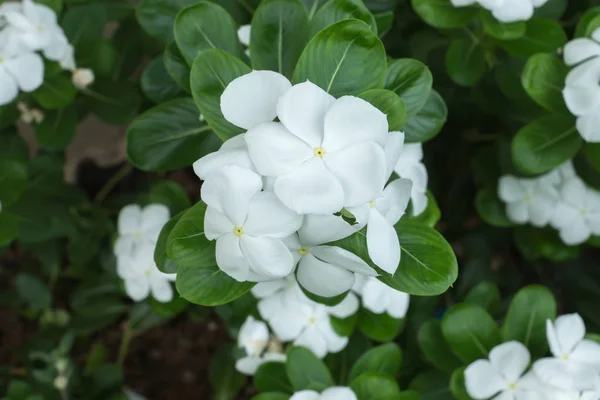 Close up bel fiore di vinca bianca . — Foto Stock
