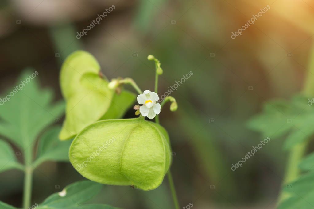 Balloon Vine Plant Stock Photo Image By C Noppharat Th Balloon Vine Plant Stock Photo Image By C Noppharat Th