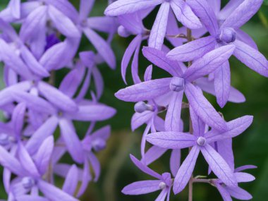 Petrea çiçek çiçek açan ve violet.