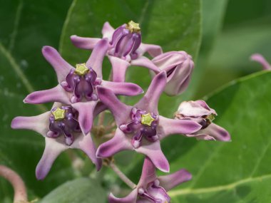 Calotropis kızgözü ağacının Menekşe çiçek.