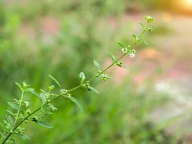 Makao çay çimen beyaz çiçek.
