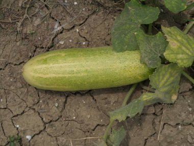 Bahçede salatalık yetişiyor.