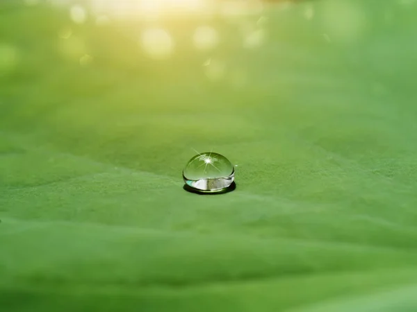 Goccia d'acqua sulle foglie di loto . — Foto Stock