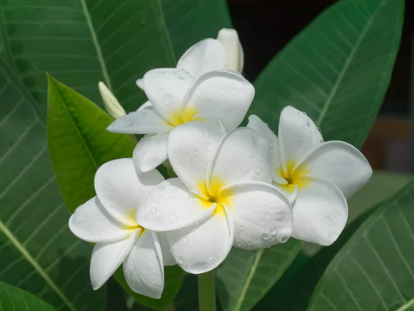 Beyaz frangipani çiçeğinin — Stok fotoğraf