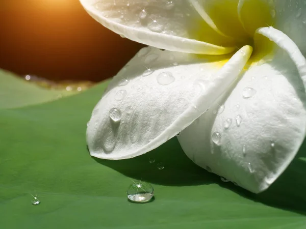 Blanco de flor de frangipani —  Fotos de Stock