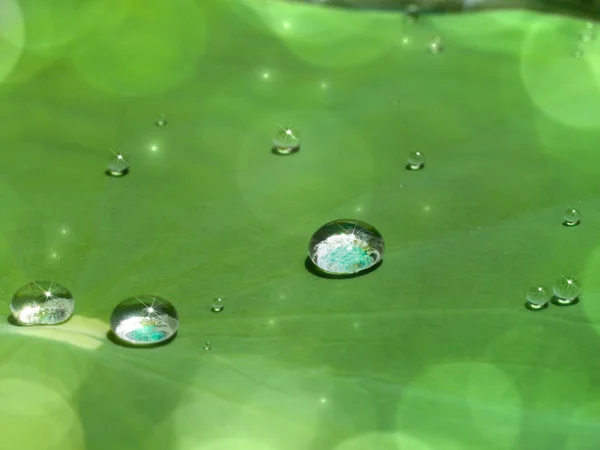 Kapky vody na listech aplikace lotus. — Stock fotografie