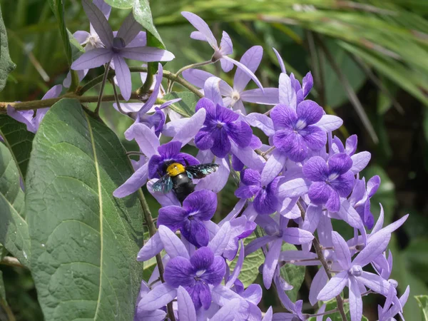 Flor violeta de Petrea Flores en el árbol . —  Fotos de Stock