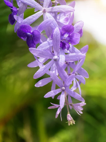 Fialový květ Petrea květin na stromě. — Stock fotografie