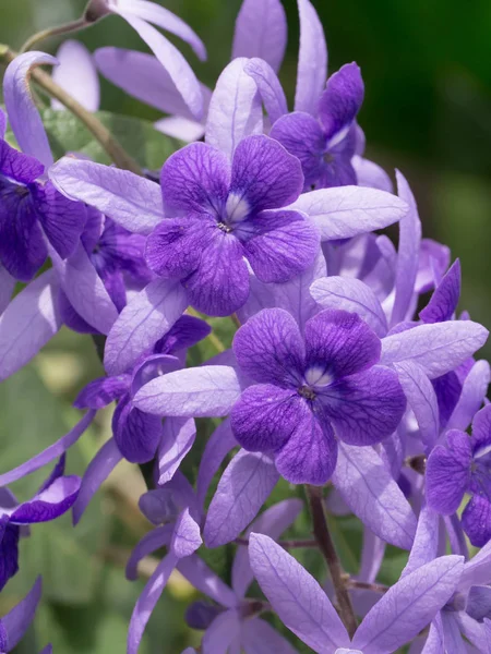 Violet flower of Petrea Flowers on tree. — Stock Photo, Image