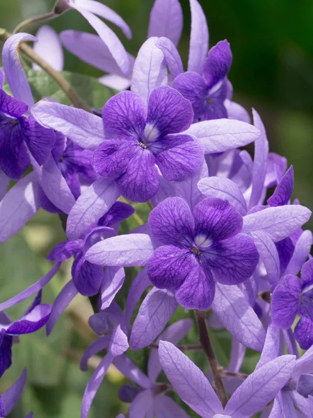 ツリーにヤマノビューティウェルネストリニティスパ花の紫色の花. — ストック写真