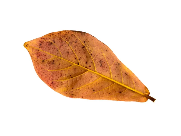 Cerrar hoja naranja de almendro de mar sobre fondo blanco . — Foto de Stock