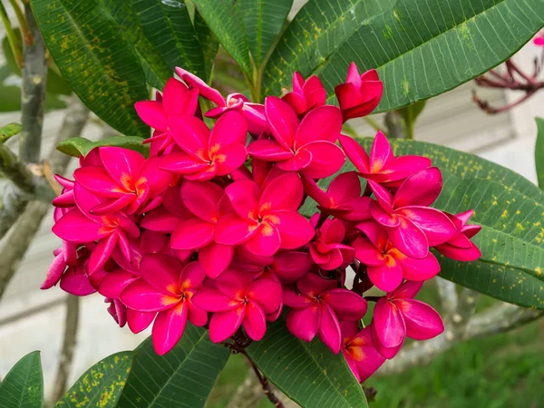Kırmızı frangipani çiçeğinin. — Stok fotoğraf