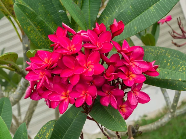 Czerwony kwiat frangipani. — Zdjęcie stockowe