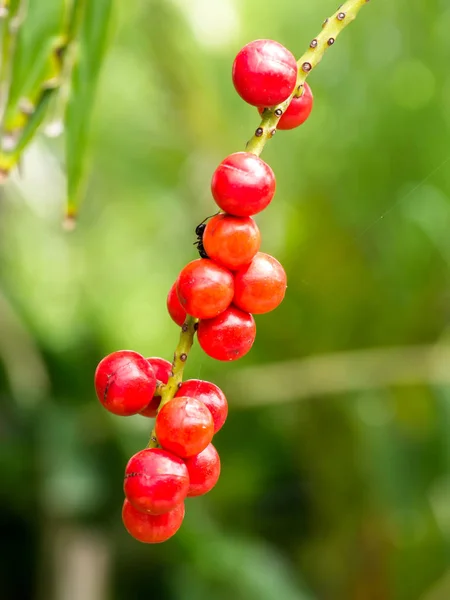 Sementes vermelhas de Licuala paludosa Griff árvore . — Fotografia de Stock