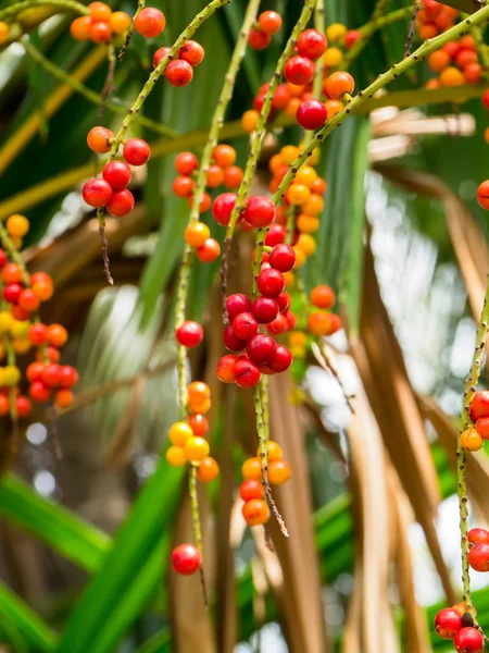 Semillas rojas de Licuala paludosa Griff tree . —  Fotos de Stock