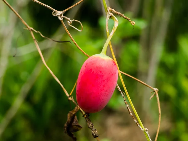 Röd frukt av Ivy kalebass, Coccinia grandis växt. — Stockfoto