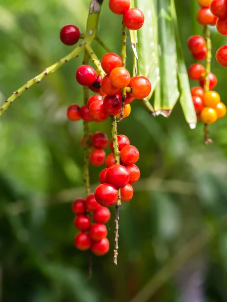 Rode zaden van Licuala paludosa Griff boom. — Stockfoto