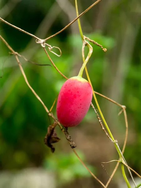 Red fruit of Ivy gourd, Coccinia grandis plant. — Stock Photo, Image