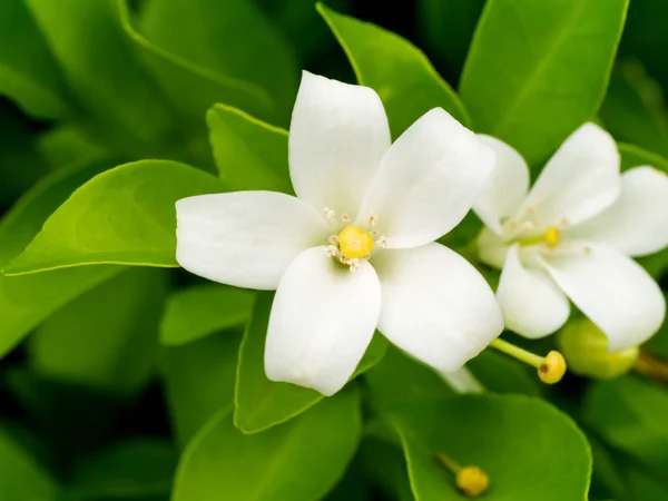 White flower of Orange Jessamine — Stock Photo, Image
