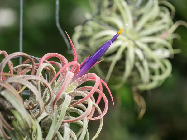 Tillandsia s fialovým květem. — Stock fotografie