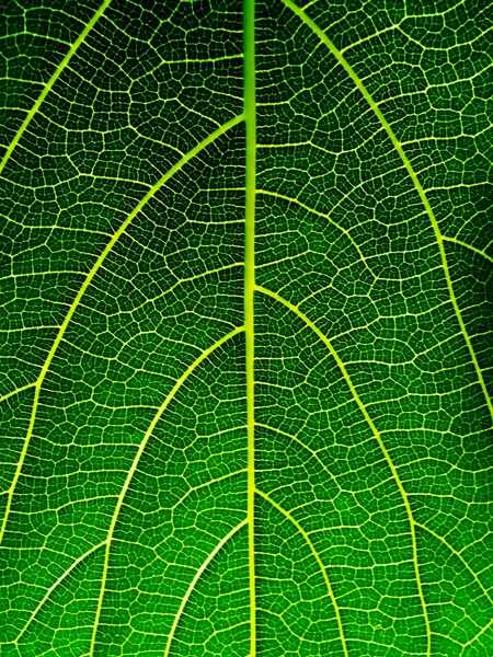 Texture of green leaves background. — Stock Photo, Image