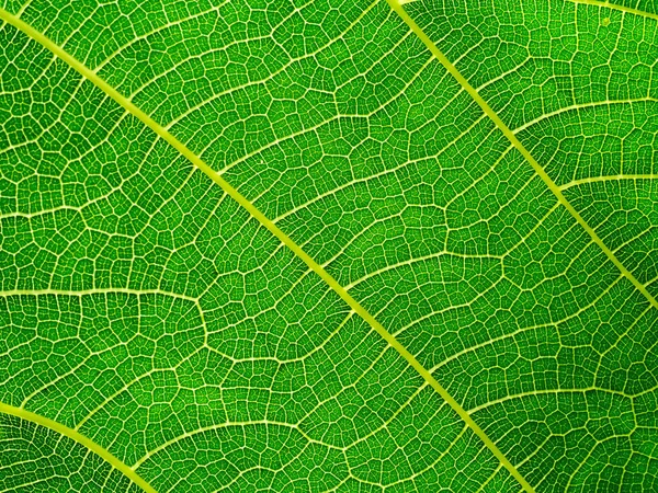 Tekstura zielonych liści tła. — Zdjęcie stockowe