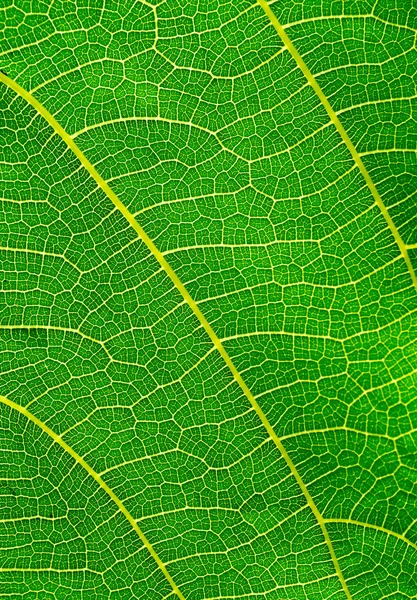 Textura de fundo folhas verdes. — Fotografia de Stock