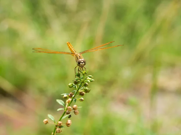 Oranžové dragonfly sedí na trávě květ. — Stock fotografie