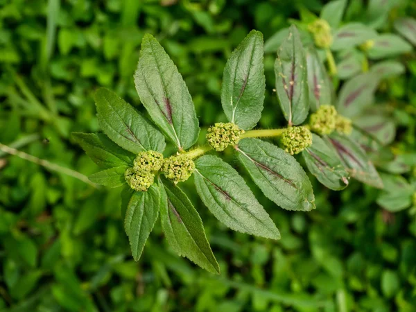 Gros plan de la plante d'euphorbe de jardin . — Photo