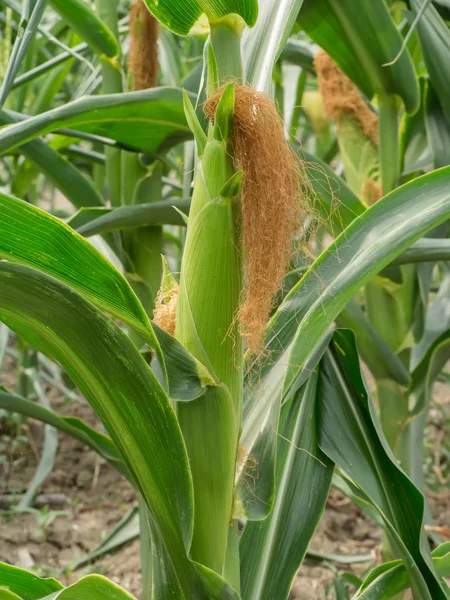 Pornografik elementlar bilan erotik filmni onlayn tomosha qiling