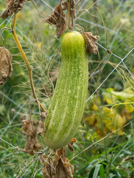 Cucumber growing in garden — Stock Photo, Image