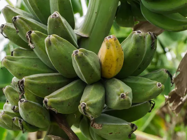 穆萨 sapientum 香蕉在树上. — 图库照片