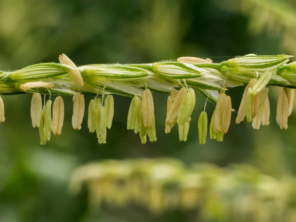 Close up de flores de milho na árvore no campo . — Fotografia de Stock