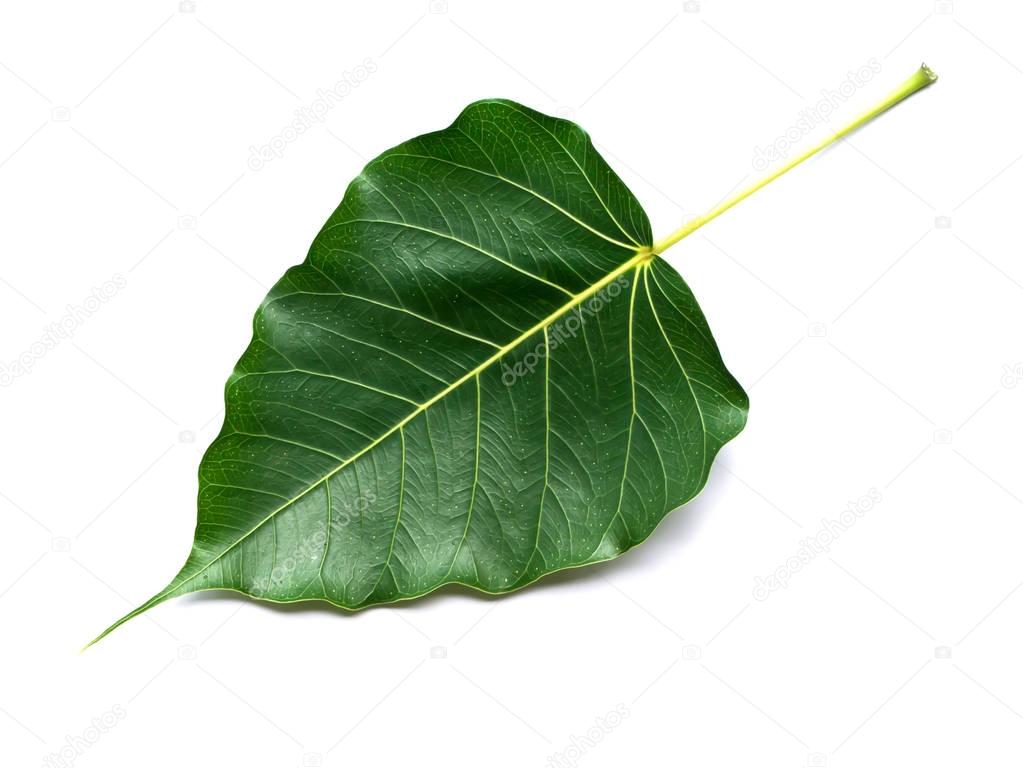 Green Bodhi leaves isolate on white background.