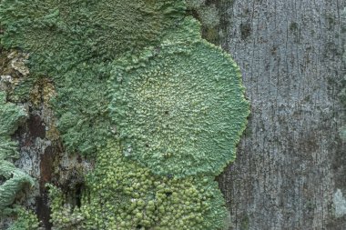 Lichens are symbiotic fungi. clipart