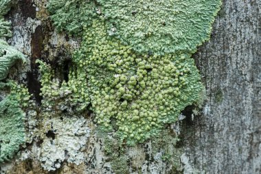 Liken simbiyotik mantarlar vardır.