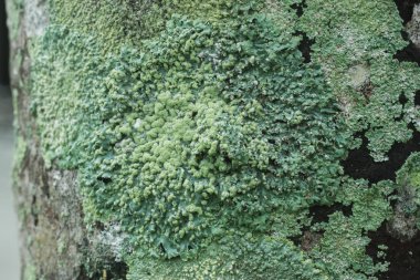 Liken simbiyotik mantarlar vardır.